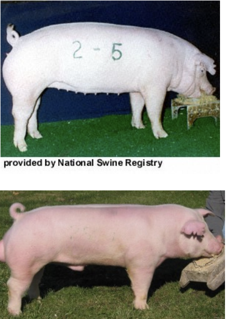 <ul><li><p>origin: chester county, pennsylvania</p></li><li><p>white with small droopy ears</p></li><li><p>efficient gainers</p></li><li><p>excelent carcasses</p></li><li><p>prolific</p></li></ul><p></p>