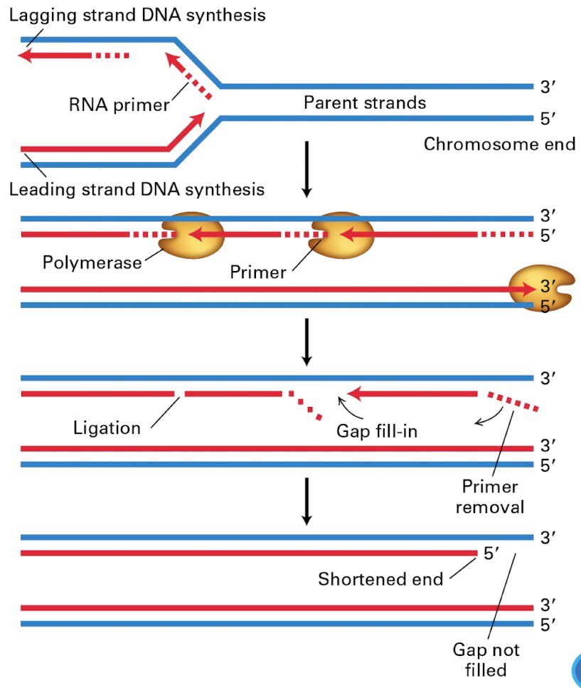 <p>Humans have 46<strong> linear chromosomes</strong></p><p>Ends of DNA molecules are substrates for <strong>DNA</strong> <strong>repair</strong> enzymes and <strong>nucleases</strong> (Basically they can cause unnecessary repair and breakage) </p><p>These ends also shorten after every round of replication because <strong>primers</strong> are needed for replication but <strong>templates</strong> are not available at the ends of the chromosomes</p>