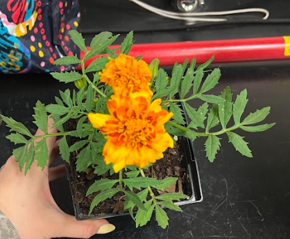 <ul><li><p>single flower types</p><ul><li><p>larger flower</p></li></ul></li><li><p>distinct foliage</p></li></ul><p></p>