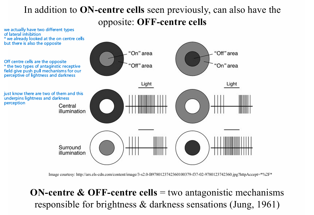 <p>on and off centre cells (lateral inhibition and central inhibition) </p>