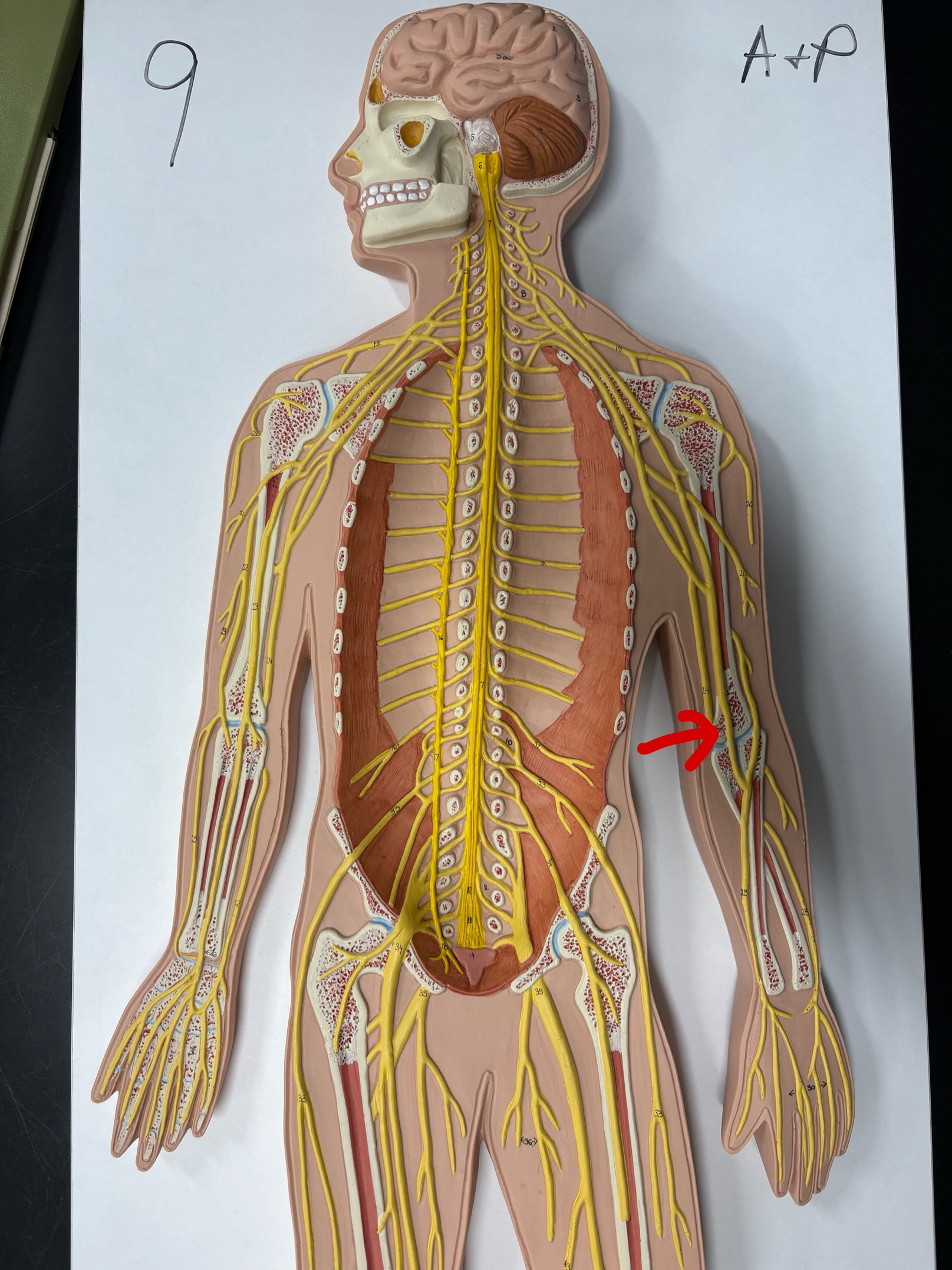 <p>Name the nerve</p>