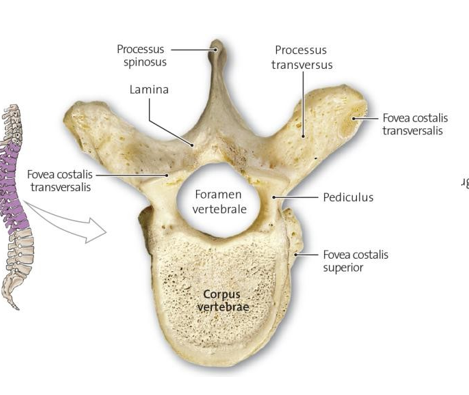 <p>= openingen tussen twee wervels waar de <strong>spinale zenuwen</strong> uit het wervelkanaal treden</p>
