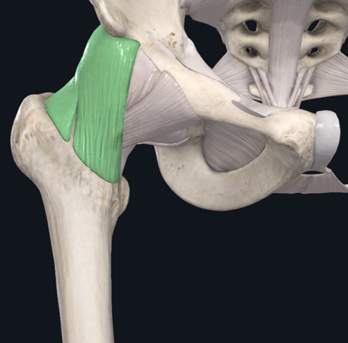 <p>A strong band of tissue that connects one bone to another.</p>