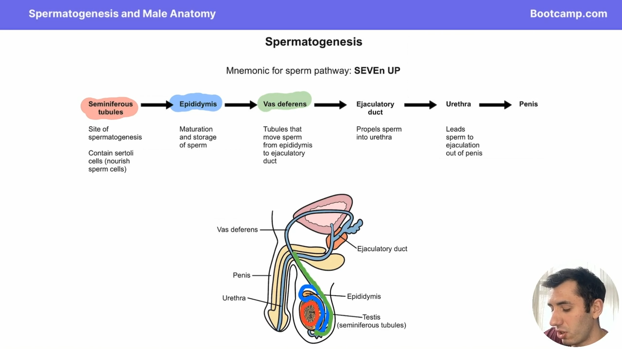 <p>the site of maturation and storage of sperm </p>