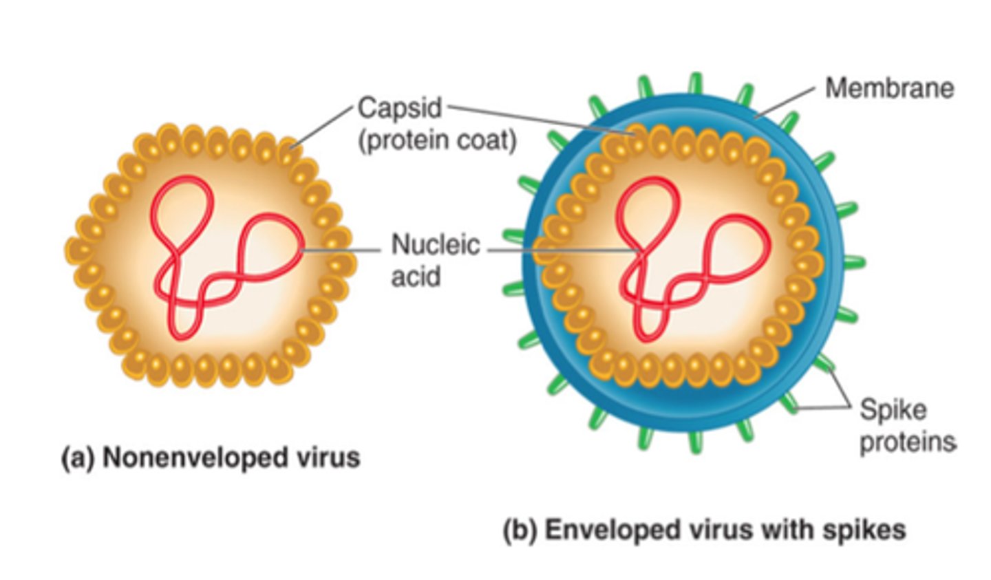 <p>Outer protein coat of a virus</p>