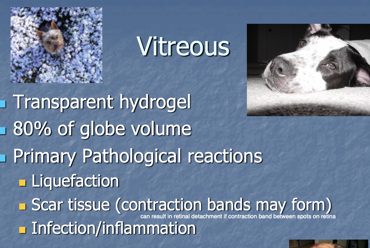 <p>Liquefaction.</p><p>Scar tissue.</p><p>Infection/inflammation.</p>