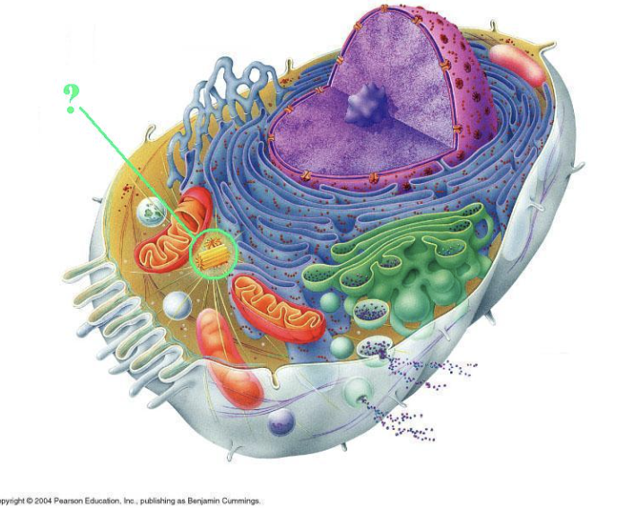 <p><span>Identify the indicated cellular organelle.</span></p>