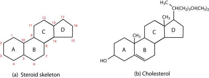 <p>Lipids with no fatty acid tails and a backbone of four carbon rings.</p>