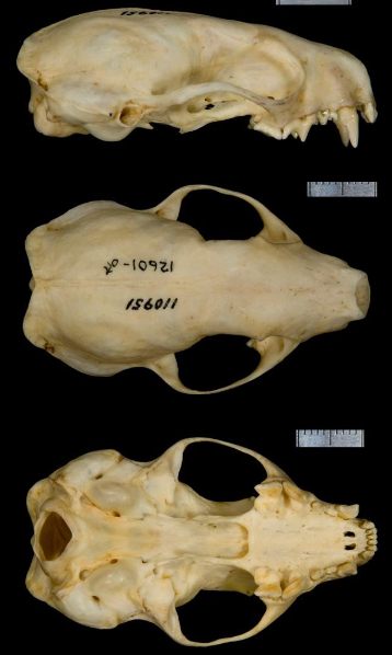 <p>Spilogale putorius</p>