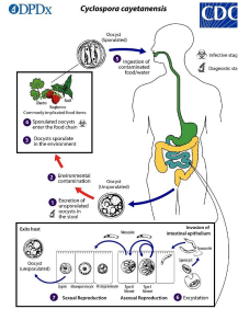 <ul><li><p>infection occurs through ingestion of sporocysts-containing oocysts (infective stage) in fecally contaminated food/water</p></li><li><p>sporocysts excyst in the small intestine and release their sporozoires which invade the epithelial cells</p></li><li><p>both asexual and sexual reproduction occurs with production of oocysts</p></li><li><p>unsporulated oocysts are excreted in the stool (diganostic stage)</p></li><li><p>oocysts sporulate in the environment and become infectious</p></li></ul><p></p>