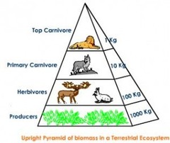 <p>model of the relative amounts of energy or matter contained within each trophic level in a given food chain or food web</p>
