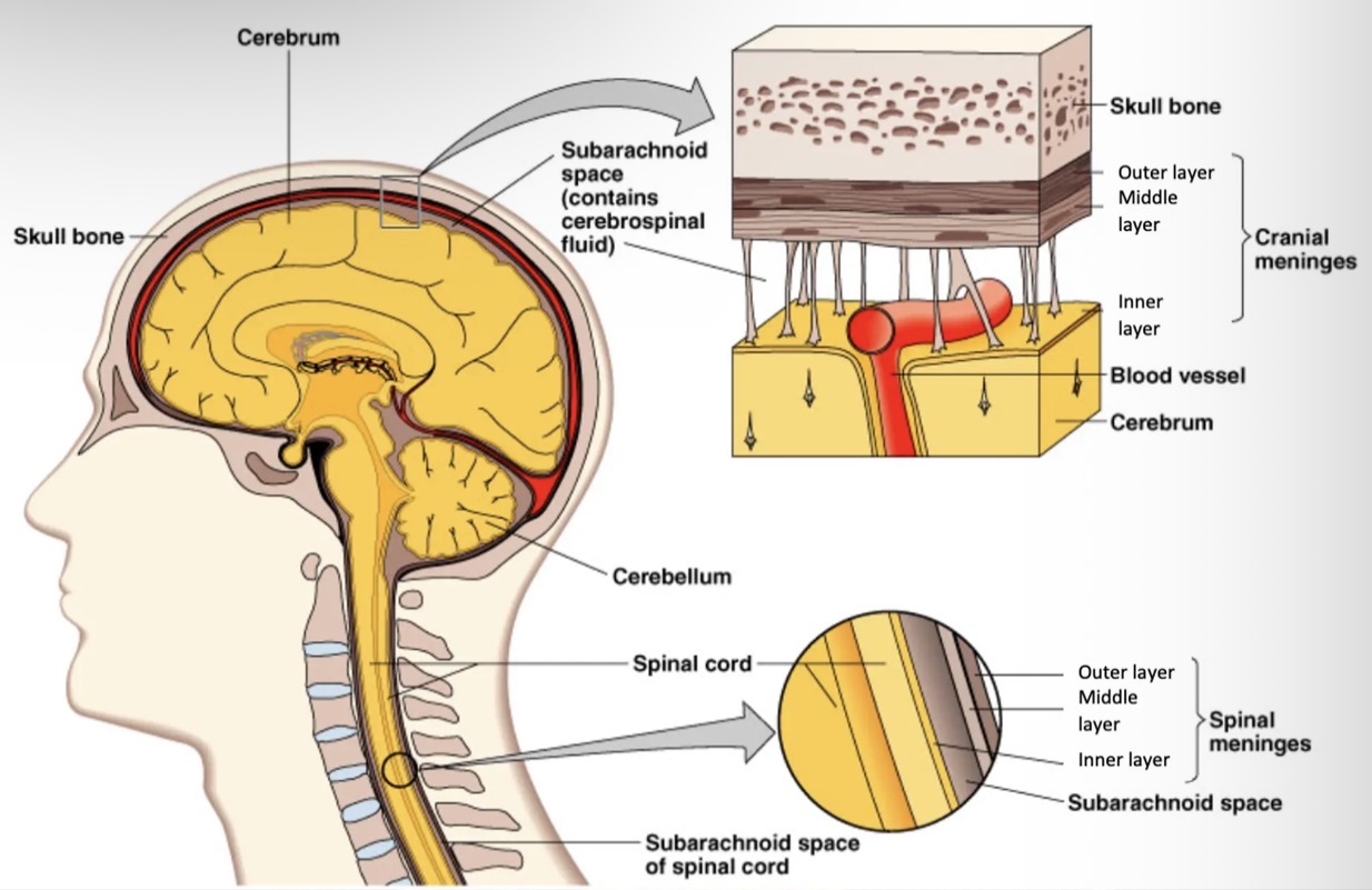 <ul><li><p>Is a clear, watery fluid containing glucose, protein, urea and salts.</p></li><li><p>Acts as a shock absorber, cushioning any blows to the CNS. - Found in the space between middle and inner layers of the meninges.</p></li><li><p>Circulates through a canal in the centre of the spinal cord.</p></li><li><p>Brain floats in the CSF.</p></li><li><p>CSF is formed from blood plasma in the ventricles. It circulates through the brain and spinal cord and is eventually reabsorbed back into the blood.</p></li><li><p>As it circulates it takes nutrients to cells of the brain and spinal cord and takes away their waste.</p></li></ul><p></p>
