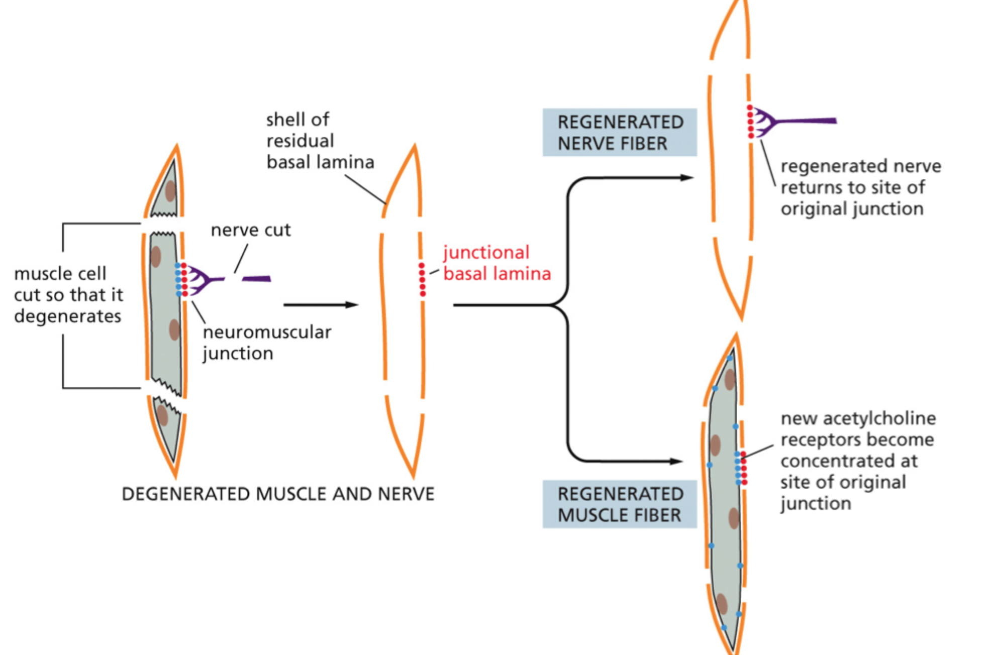 <p>Fordi den <strong>bevarer positionsinformation</strong>, så regenererende nerve og muskel kan finde tilbage til det oprindelige kontaktsted.</p>