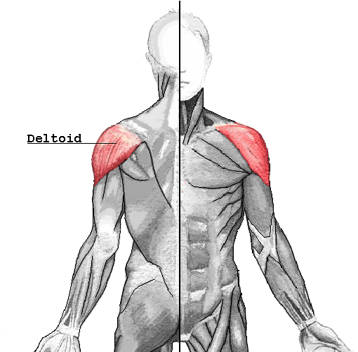 <p>located on the shoulder, is shaped like an inverted traingle, which the greek letter delta</p>
