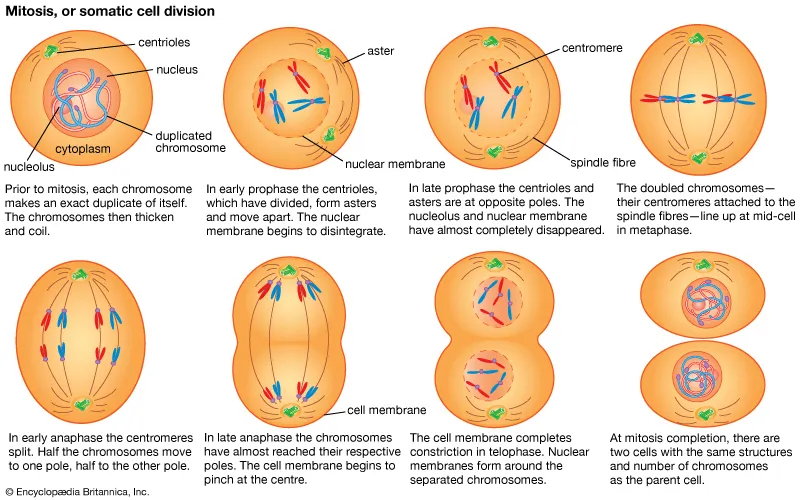 <ol><li><p><strong>Prophase:</strong> chromosomes condense and become visible, the nuclear envelope breaks down, and spindle fibers form.</p></li><li><p><strong>Metaphase:</strong> chromosomes line up along the middle of the cell (the equator).</p></li><li><p><strong>Anaphase:</strong> sister chromatids are pulled apart to opposite poles.</p></li><li><p><strong>Telophase:</strong> nuclear envelopes re-form around each set of chromosomes, and the chromosomes uncoil.</p></li></ol><p></p>