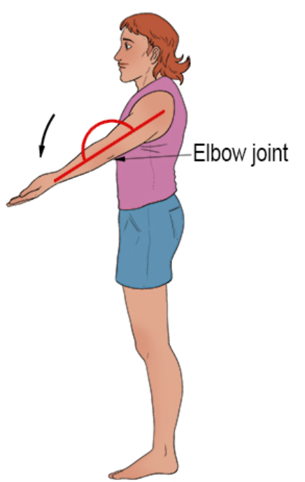 <p>_____ is movement that increases the angle of a joint between two bones.</p>