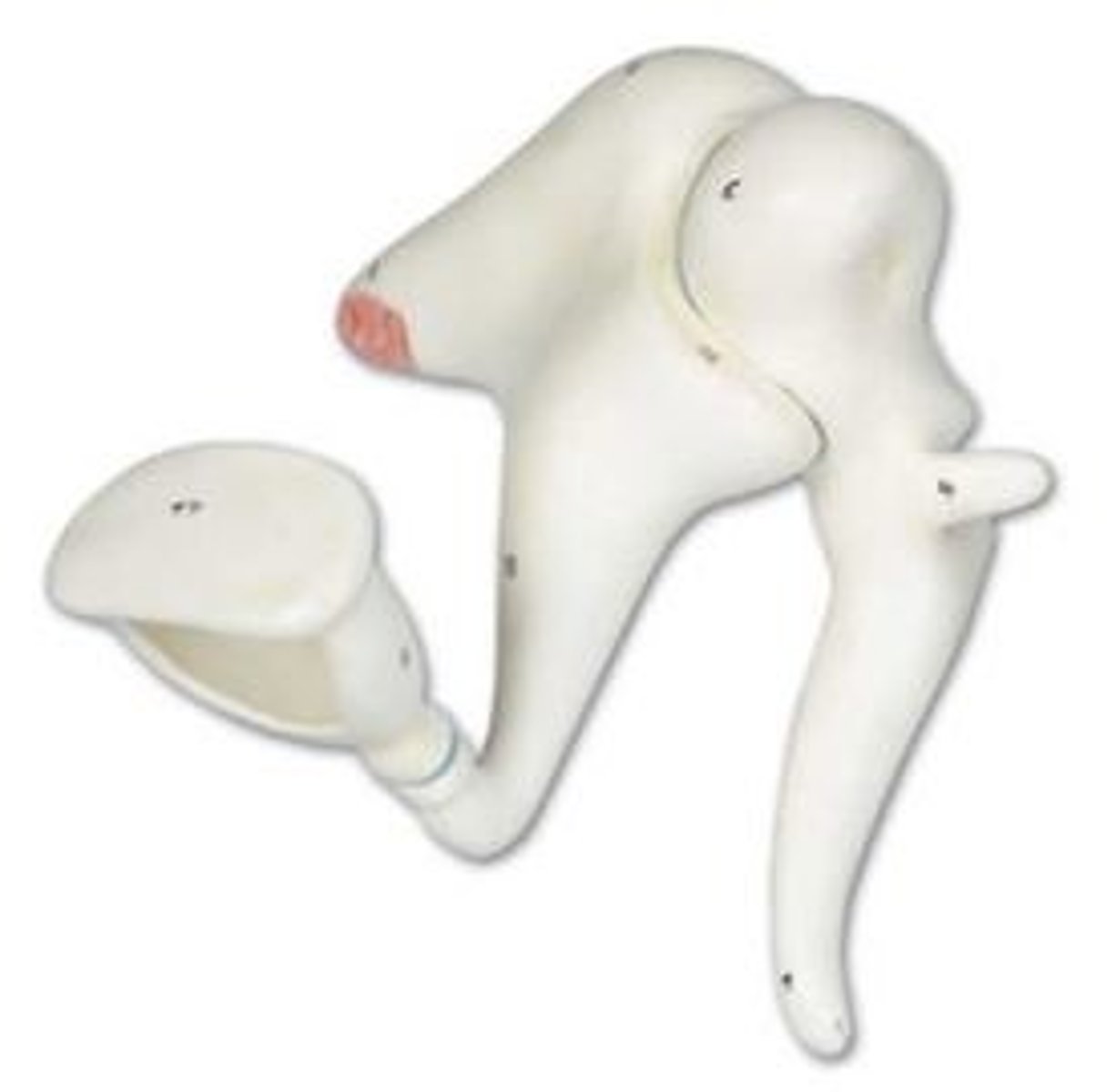 <p>Identify the general name of this group of bones.</p>