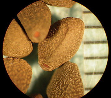 <p>Identify the seed</p>
