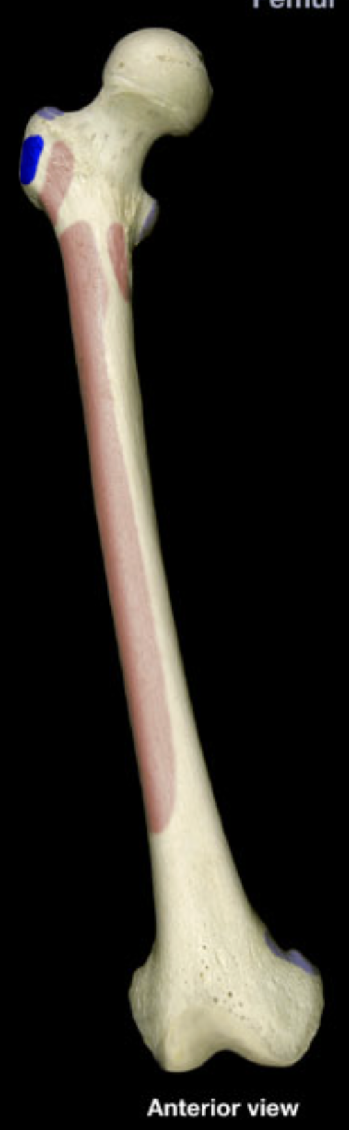 <p>greater trochanter of femur</p>