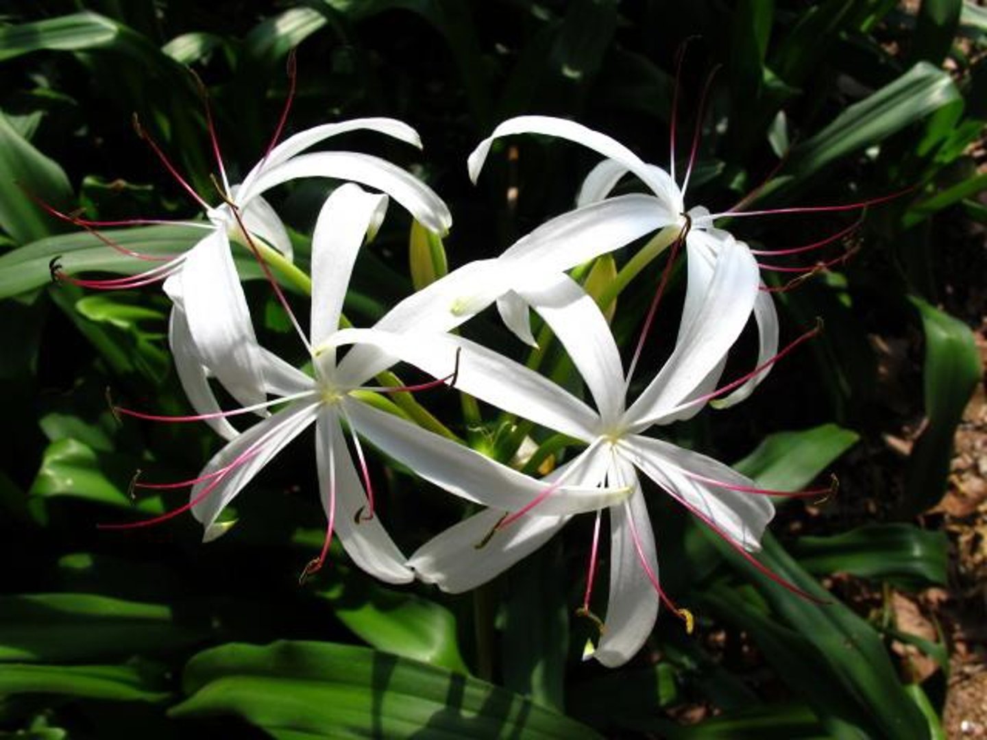 <p>Swamp Lily and Garden Lily</p>
