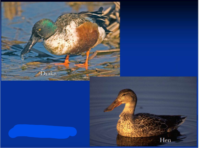 <p>What is the Order, Family, Subfamily and Common name of this vertebrate?</p>