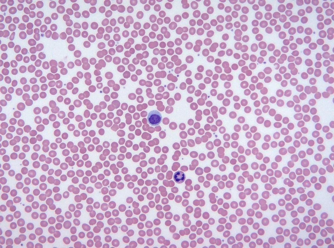 <p><span>Identify the tissue in the micrograph.</span></p>