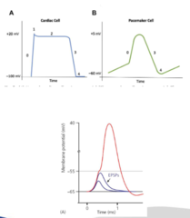 <p>What are the 3 main characteristics of AP?</p>