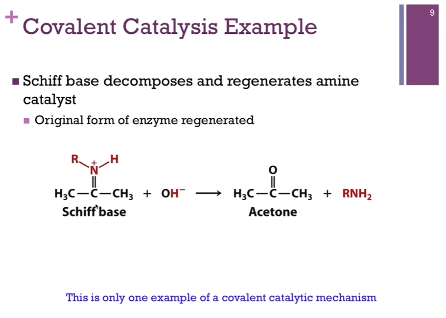 <p>Our Schiff base has our product covalently linked to that amino acid side chain. A hydroxide ion that will react with that to form our final product, acetone, and we have regenerated the amine form of our SIDE CHAIN!</p>