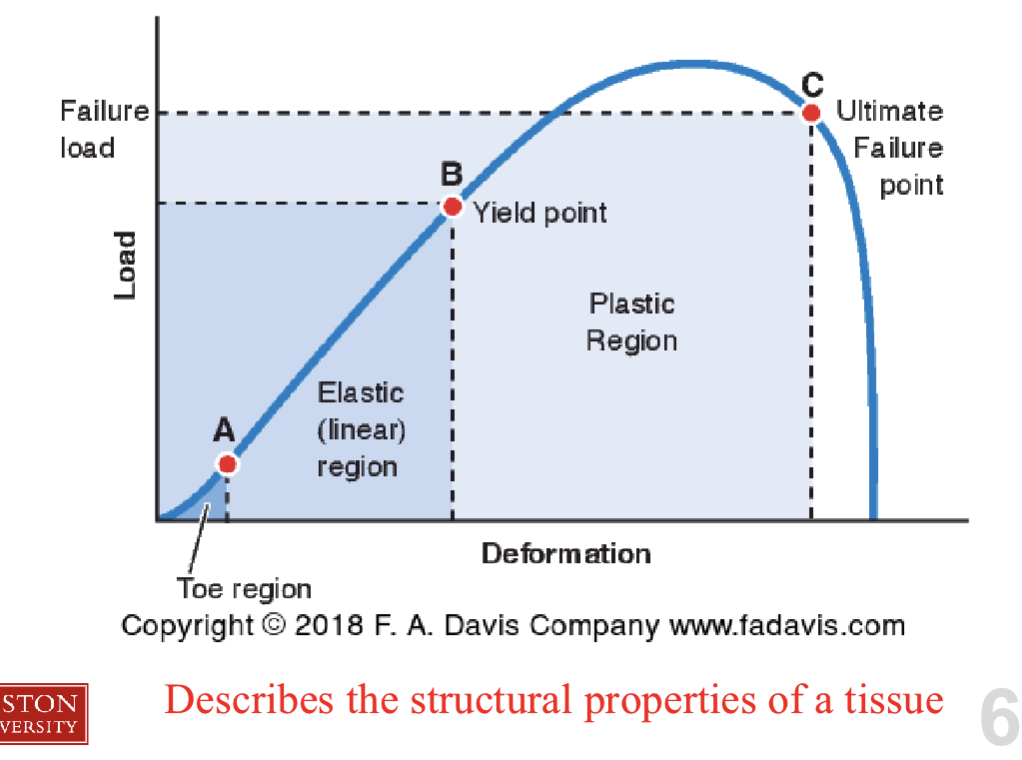 <p><span>Mechanical properties of connective tissue (load/deformation )</span></p>