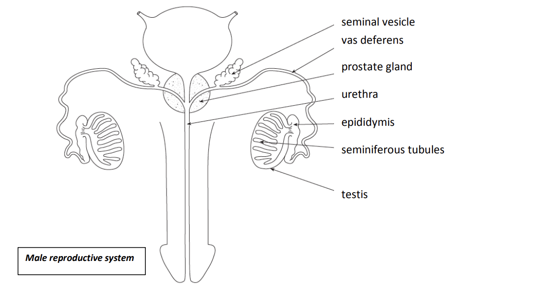 <p>male reproductive system</p>