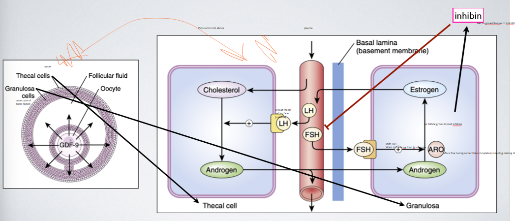 <p>releases small quantities of GnRH into the portal circulation and relatively low but rather constant circulating levels of FSH and LH and maintained. under the influence of LH and FSH as well as a variety of paracrine factors, growing ovarian follicle synthesize and release estrogen, predominantly estradiol (17β-estradiol) into the general circulation. so not just releasing germ cells but also becoming endocrine gland, it prod its own estrogen paracrine signalling and also bloodstream to get to surge for +ve feedback so big surge so large estrogen levels as follicular phase. LH stim the thecal cells to prod androgens (principally andostenedione) that are aromatized by the granulosa cells to form estradiol; conversion of androgens to estradiol by the granulosa cells is stim by FSH (FSH also causes the GCs to prod inhibins which feed back on the pit to selectively inhibit FSH). inhibin also inhibits p450aro activity locally in granulosa cells, whereas the related peptide activin increases p450aro activity</p>