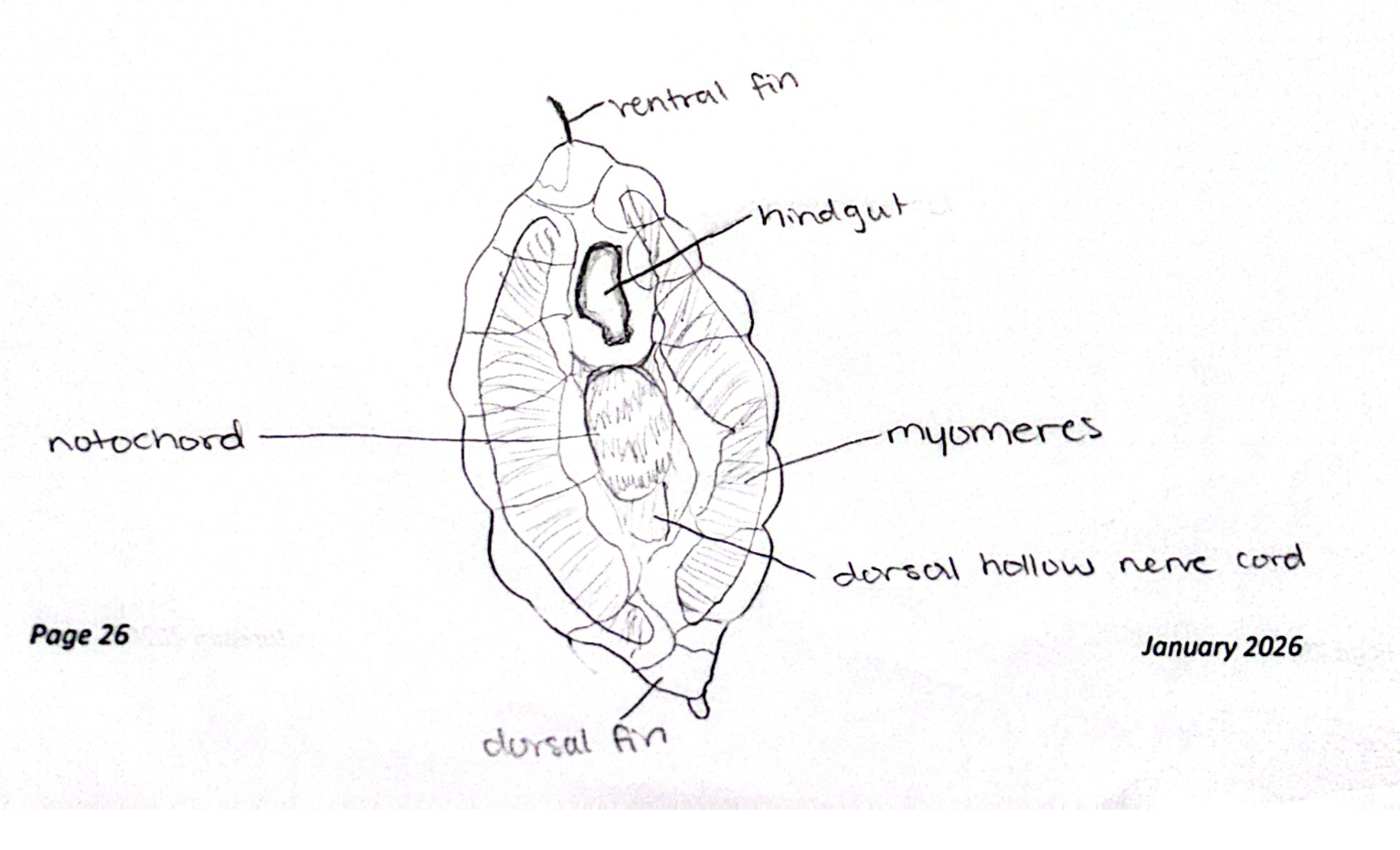 <img src="https://assets.knowt.com/user-attachments/bc022814-62a4-4d1c-824b-6abc71831b25.jpg" data-width="100%" data-align="center"><p></p>