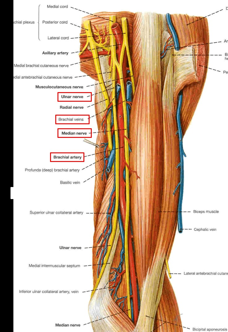 <p>median nerve, ulnar nerve, brachial artery and its venae comitantes </p>