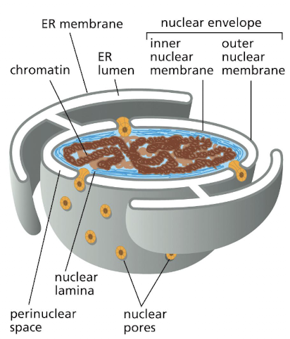 <ul><li><p>ER består av et sammenhengende nettverk av membraner som danner:</p><ul><li><p>Flate membransekker kalt <strong>cisterner</strong></p></li><li><p><strong>Membranrør</strong></p></li></ul></li><li><p>Rommet på innsiden av ER kalles <strong>ER-lumen</strong></p></li><li><p>ER-membranen henger direkte sammen med den <strong>ytre kjernemembranen</strong>. Derfor er også ER-lumen sammenhengende med <strong>det perinukleære rommet </strong>(rommet mellom den indre og ytre kjernemembranen), altså rommet mellom den indre og ytre kjernemembranen.</p></li></ul><p></p><ul><li><p>To hovedtyper: Ru ER og glatt ER</p><ul><li><p><strong>Ru ER</strong>:</p><ul><li><p>Består hovedsakelig av flate <strong>cisterner</strong> og har <strong>ribosomer bundet </strong>på overflaten.</p></li><li><p>Spesielt viktig for <strong>syntese og viderebehandling av proteiner </strong>som skal til bestemte steder i cellen eller skilles ut.</p></li></ul></li><li><p>Glatt ER:</p><ul><li><p>Består i større grad av <strong>membranrør</strong></p></li><li><p>Spesielt viktig for <strong>lipidsyntese</strong></p><ul><li><p>Som <strong>fosfolipider</strong> og <strong>triacylglyseroler</strong> (triglyserider/fettsyrer) </p></li></ul></li></ul></li></ul></li></ul><p></p>