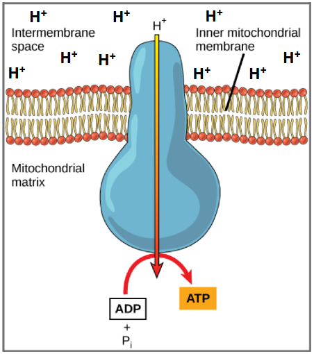 <p>a large multi-protein complex, spans the membrane and allows H+ to pass through, down their concentration gradient</p><p>this movement powers the rotation of a stalk, which generates ATP.</p><p>!!! this is where most of the ATP comes from in cellular respiration !!!</p>