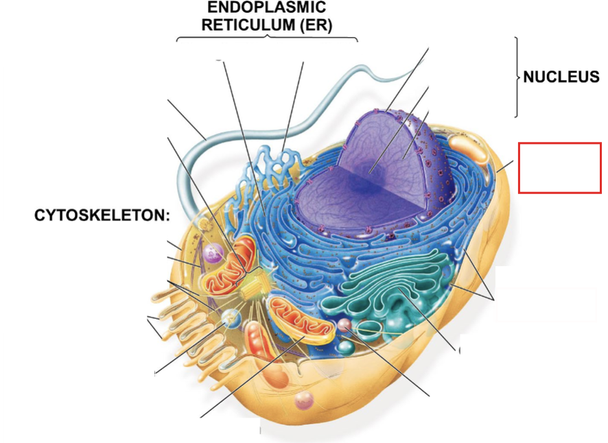 <p>Name that Animal Cell part</p>