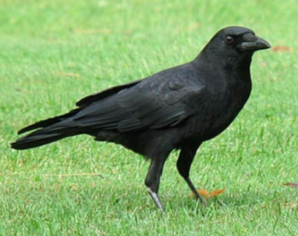 <p>“Haw Haw”</p>