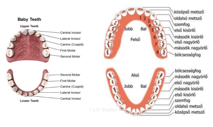 <ol><li><p style="text-align: justify;"><span style="background-color: transparent;"><strong>Első generáció</strong>: </span><span><strong>tejfogak</strong></span><span style="background-color: transparent;"> (<em>dentes decidui</em>) → 6-30 hónapos korban, 20 db; fogváltás 6-13 éves korig</span></p><ol><li><p style="text-align: justify;"><span style="background-color: transparent;">Kisebbek, koronájuk kerekítettebb, kékesfehérek (szemben sárgás)</span></p></li><li><p style="text-align: justify;"><span style="background-color: transparent;">Kifejezettebb korona-gyökér határ, pulpakamra és gyökércsatorna is tágabb</span></p></li><li><p style="text-align: justify;"><span style="background-color: transparent;">Molarisok gyökerei széttartóbbak, mert a maradó fogak csíráit fogják közre</span></p></li></ol></li><li><p style="text-align: justify;"><span style="background-color: transparent;"><strong>Második generáció</strong>: </span><span><strong>maradandó fogak</strong></span><span style="background-color: transparent;"> (<em>dentes permanens</em>) → felnőtt: 32 db, amelyből 28 db a 6-13. életév között bújik elő, a 4 db leghátsó nagyőrlő, az ún. bölcsességfog általában 18-21 év között → negyedenként 8</span></p><ol><li><p style="text-align: justify;"><span style="background-color: transparent;">Metszőfogak (<em>dentes incisivi</em>) 4-4</span></p></li><li><p style="text-align: justify;"><span style="background-color: transparent;">Szemfogak (<em>dentes canini</em>) 2-2</span></p></li><li><p style="text-align: justify;"><span style="background-color: transparent;">Kisőrlők (<em>dentes premolares</em>) 4-4</span></p></li><li><p style="text-align: justify;"><span style="background-color: transparent;">Nagyőrlők (<em>dentes molares</em>) 3-3</span></p></li></ol></li><li><p style="text-align: justify;"><span style="background-color: transparent;"><strong>Harmadik generáció</strong>: </span><span>hiánypótló</span><span style="background-color: transparent;"> → <strong>műfogak</strong></span></p></li></ol><p></p>