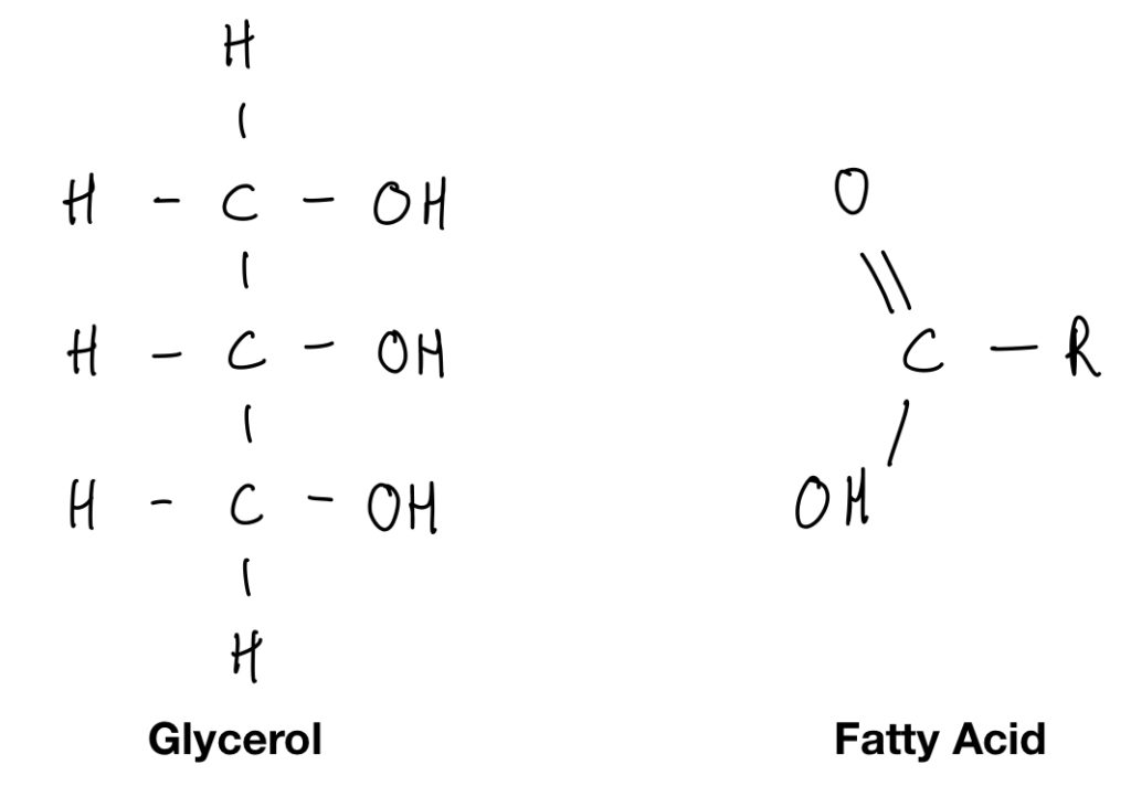 <p>type of lipid macromolecule made from: </p><ul><li><p>glycerol: 3-carbon alcohol</p></li><li><p>fatty acids: hydrocarbon chain 16-18C with carboxyl group on one end</p></li></ul><p>nonpolar b/c no oxygen on ends</p><p>dehydration reactions for <mark data-color="yellow" style="background-color: yellow; color: inherit;">ester linkages</mark> → triglycerides</p><p></p>