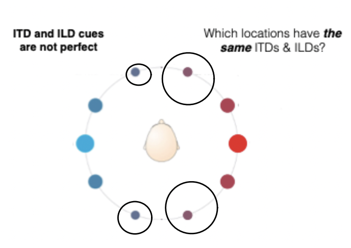 <ul><li><p>ITD and ILD cues are not perfect</p></li></ul><p></p>