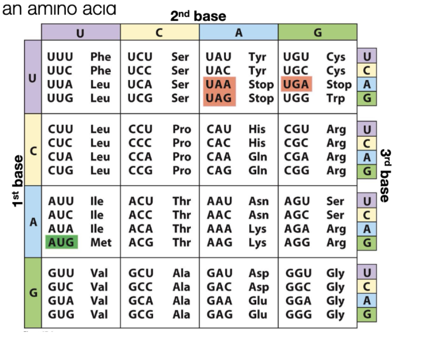 <p>codons with U or C in the 3rd position always code for the same animo acid</p>