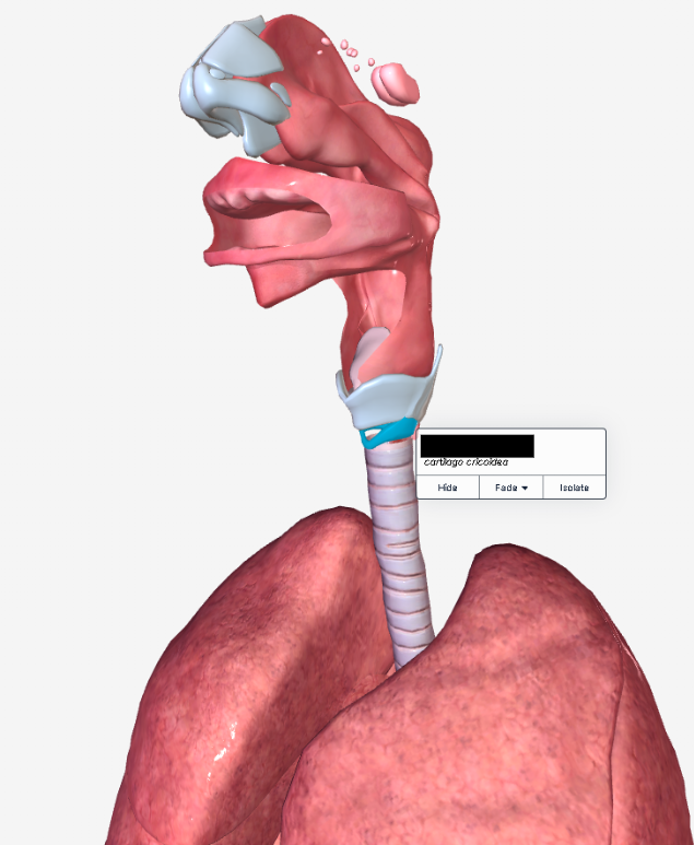 <p><span style="background-color: transparent;">Inferior to the thyroid cartilage is the <strong>______ </strong>cartilage.</span></p>