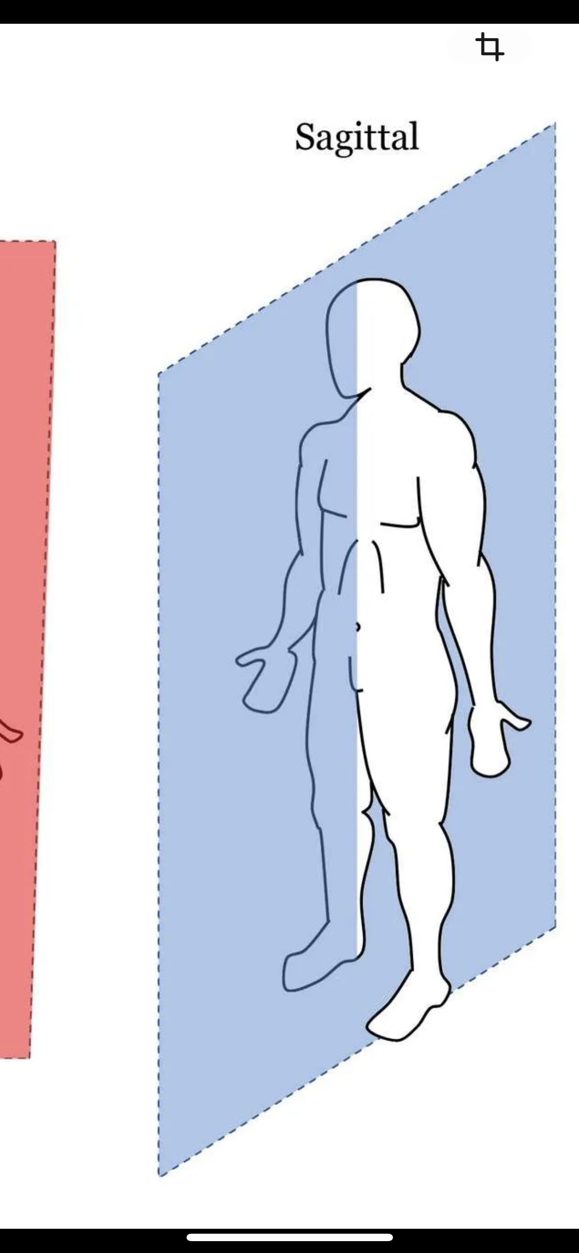 <p>Vertical plane that divides the body into left and right halves</p>