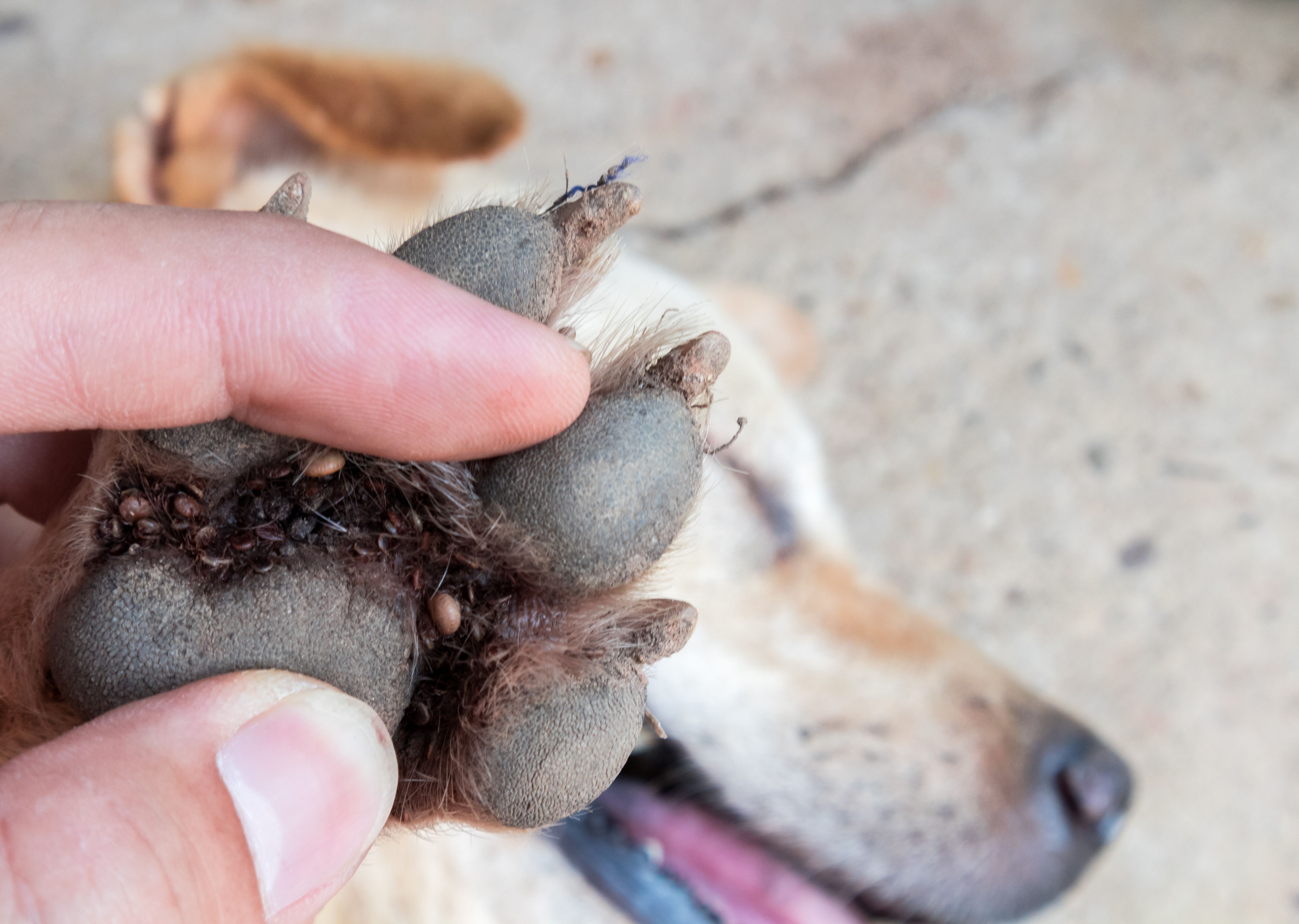 <p>Canine Lyme arthritis</p>