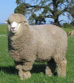 <p>sheep breed with ½ fine wool, Merino x Lincoln, Australia 1880s to US 1914, 24-30u</p>