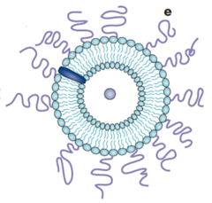 <p>liposomes in which attaching polyethylene glycol on the liposome form long-circulating liposomes - body sees the PEGs and does not attack (disguised)</p>