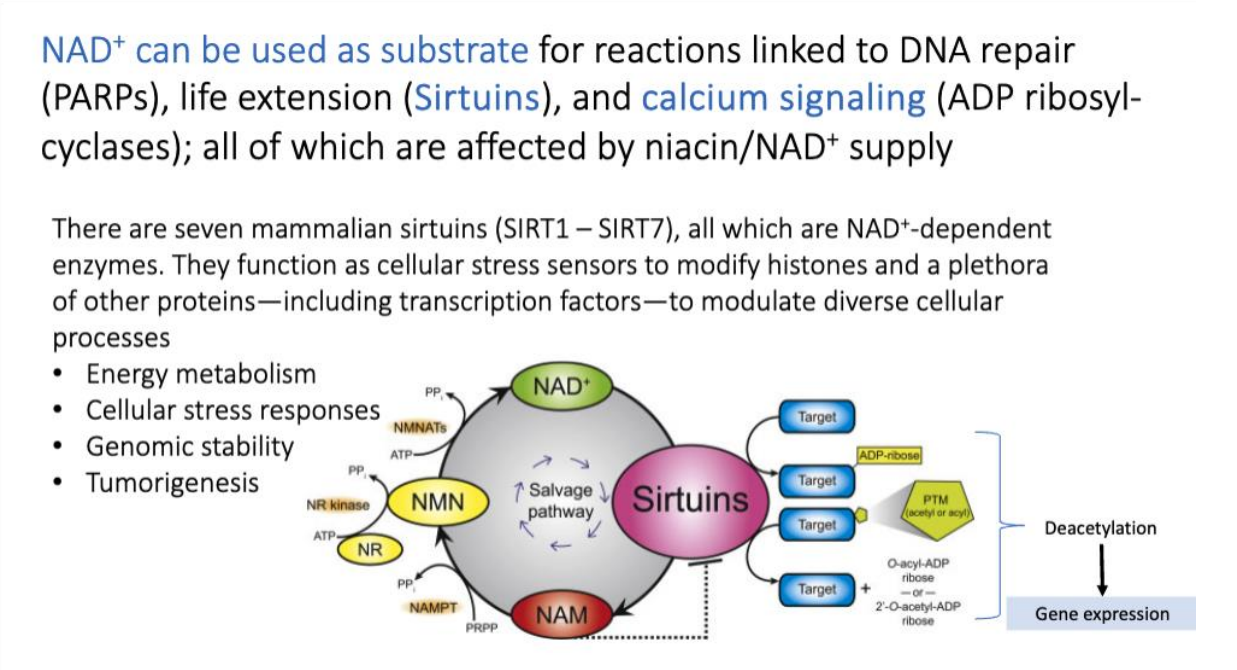 <ol><li><p>Energy metabolism</p></li><li><p>Cellular stress responses </p></li><li><p>Genomic stability </p></li><li><p>Tumorigenesis </p></li></ol><p></p>