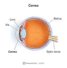 <p>Conrea</p>