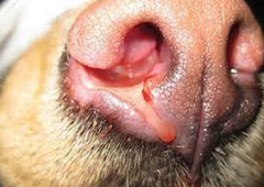 <p>Describe what is happening in this dog</p>