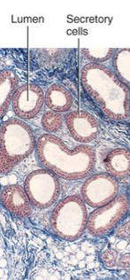 <p>Apocrine Sweat Glands</p>